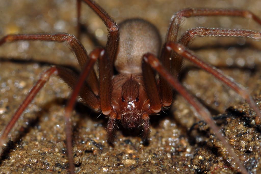 Loxosceles rufescens in natura - (Calabria ionica)